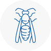Lilleshall Wasp Nest Removal